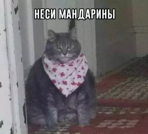 Смешная картинка №317377 Настроeние: