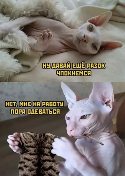 Смешная картинка №645317