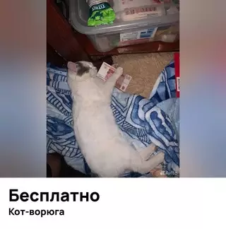 Смешная картинка №713127 Пушистый клептоман