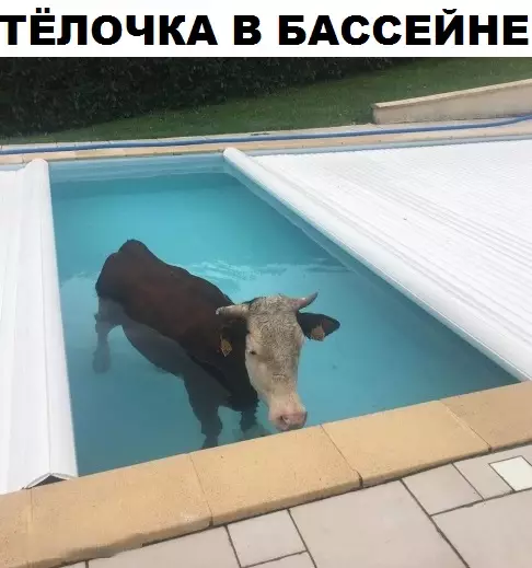 Смешная картинка №311995 телки