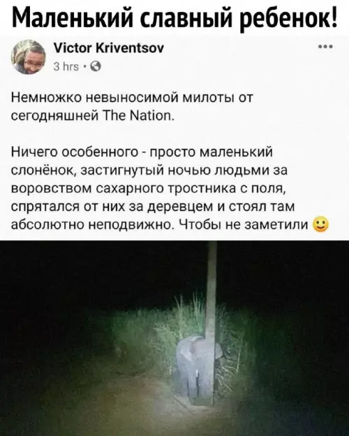 Смешная картинка №695137 Животные 