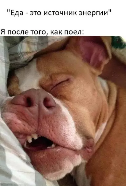 Смешная картинка №597529 *Энepгичнo cпит*