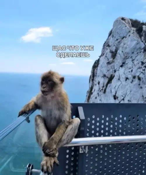 Когда накосячил и ждешь прилета 🐒 - ЩАС ЧТО УЖЕ СДЕЛАЕШЬ