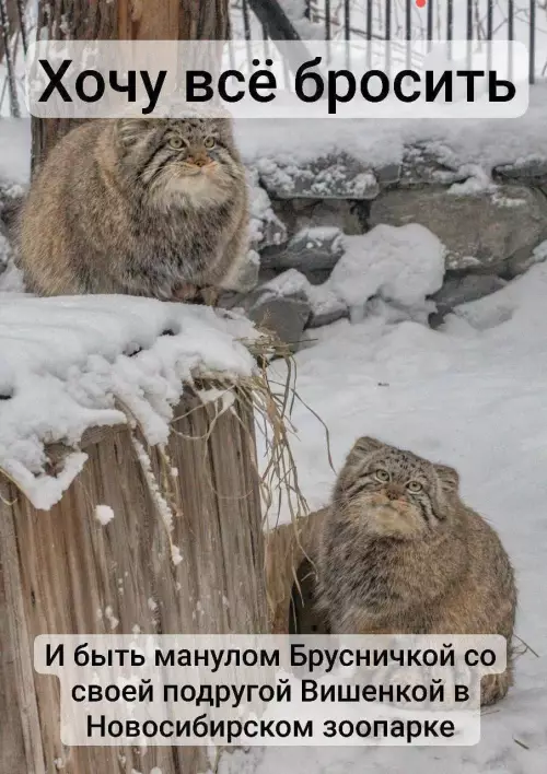 Смешная картинка №774173