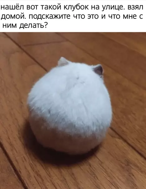 Смешная картинка №495745 Любить, кормить и никогда не бросать