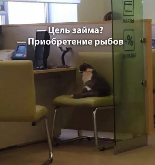 Смешная картинка №662744 Коты