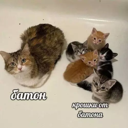 Батон и его крошки! 🍞🐈 - Батон. Крошки от батона.