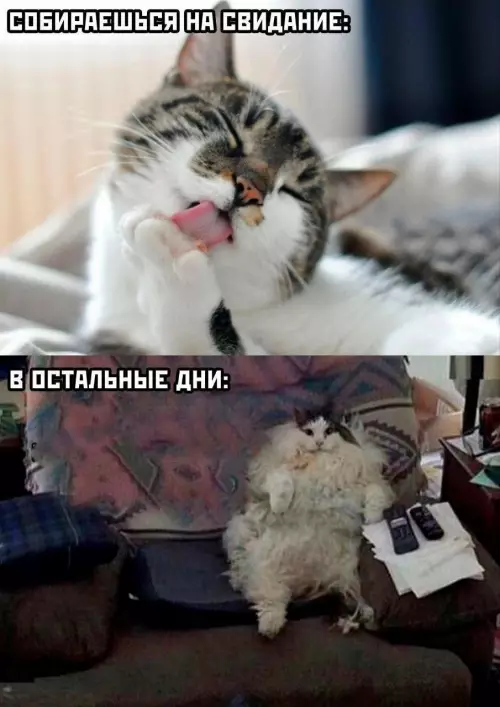 Ожидание vs Реальность: свидание vs диван 🐈 - СОБИРАЕШЬСЯ НА СВИДАНИЕ: В ОСТАЛЬНЫЕ ДНИ: