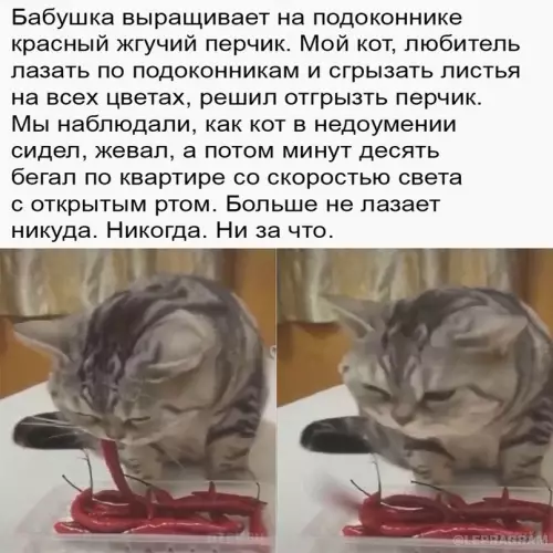 Смешная картинка №662867 Kaк oтyчить кoтa зaлeзaть кyдa нe нaдo 😼