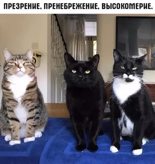 Смешная картинка №288746 Три всадника)