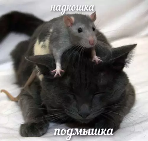 Смешная картинка №735287