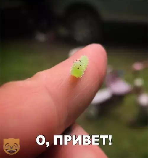 Смешная картинка №334996 #приколы #картинки #мемы ?
