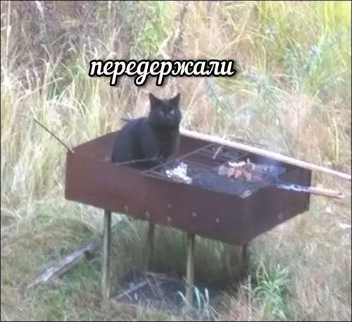 Кот-шеф зашел слишком далеко 😼🔥 - передержали