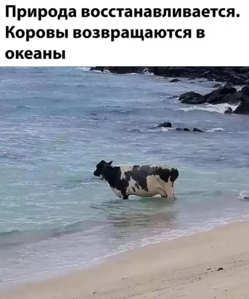 Смешная картинка №485829
