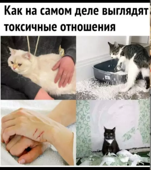Любовь или катастрофа? 🐈‍⬛💔 - Как на самом деле выглядят токсичные отношения