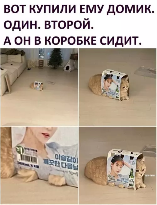 Смешная картинка №654459 Самый неприхотливый в семье)