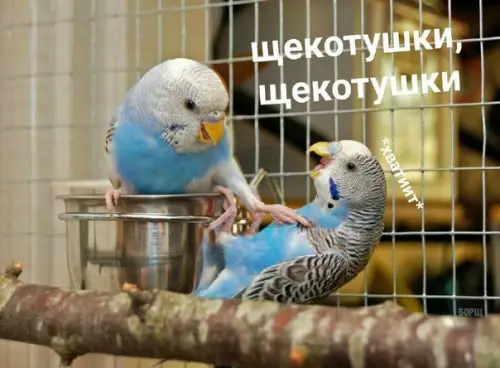 Смешная картинка №243482