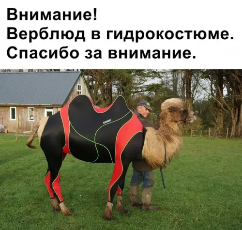 Смешная картинка №362085 животные