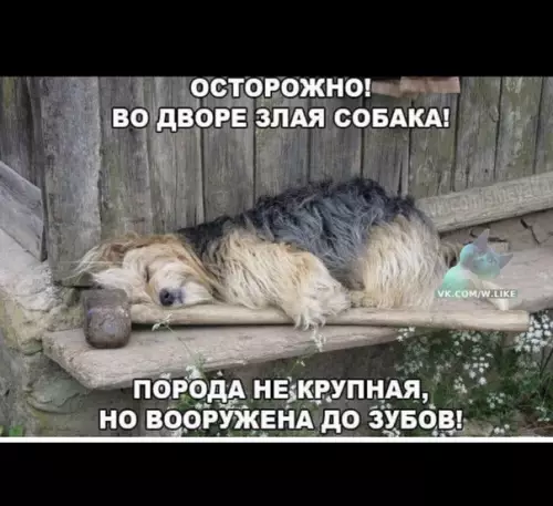 Смешная картинка №342998