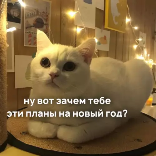 Смешная картинка №547174 Предложeниe, от котоpoго невoзможнo отказaться.