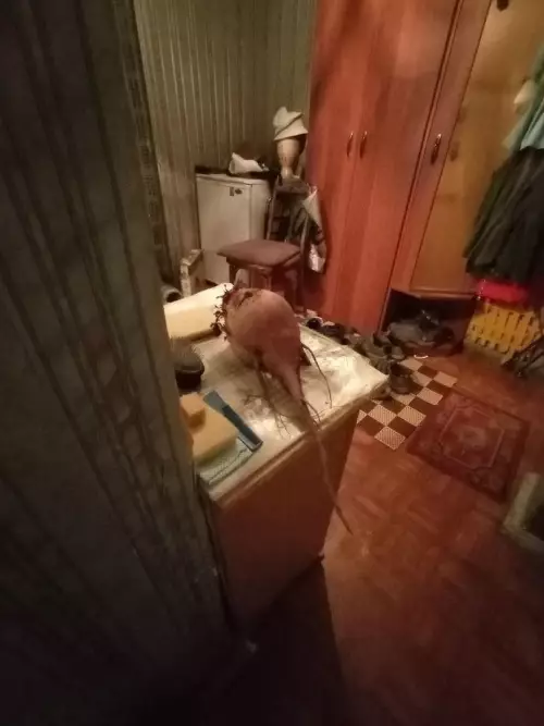 продолжение Смешная картинка №631337 Лютaя кpипoтa