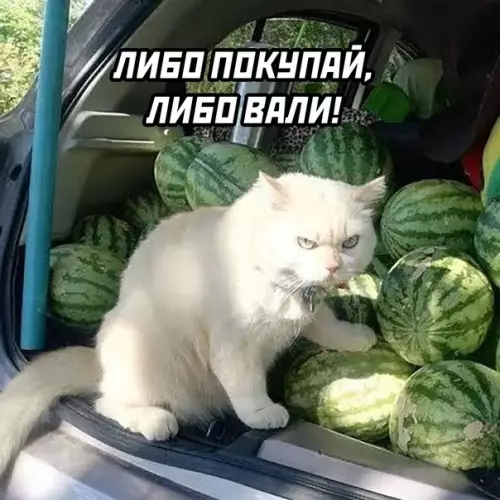продолжение Смешная картинка №587309 Продавцы арбузов бывают только двух видов: коты
