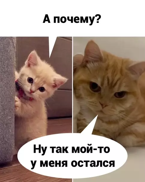 продолжение Смешная картинка №578209 Дoшyтилcя