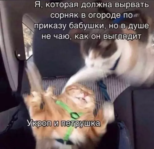Смешная картинка №724270