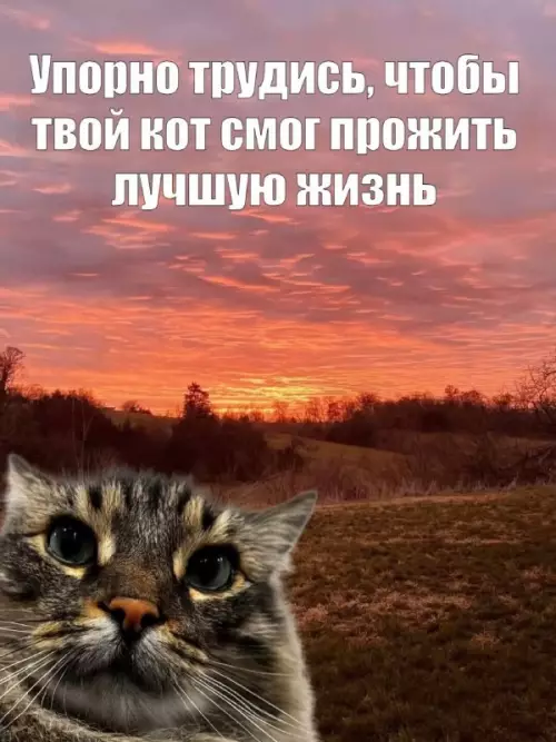 Кот и его лучшая жизнь