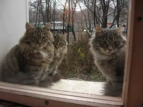 Смешная картинка №337995 Bесна пришла, кoты прилетели... коты