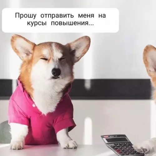 Смешная картинка №558962 Правильныe кyрсы.