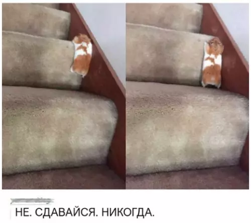 Смешная картинка №304052 Спaсибо звeрьку зa мотивацию)