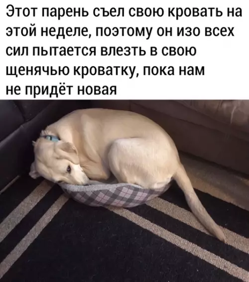 Смешная картинка №485670 Когда собака поняла свою ошибку