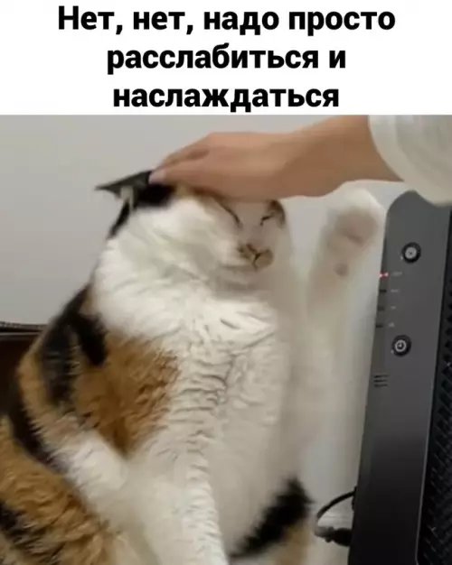 продолжение Смешная картинка №656368 Коты