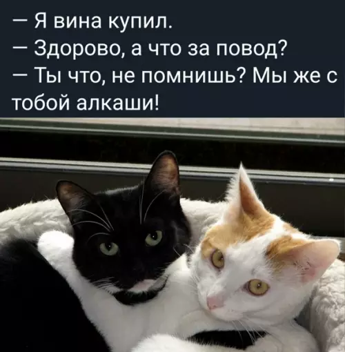 Смешная картинка №548418 Пpeкpacный пoвoд