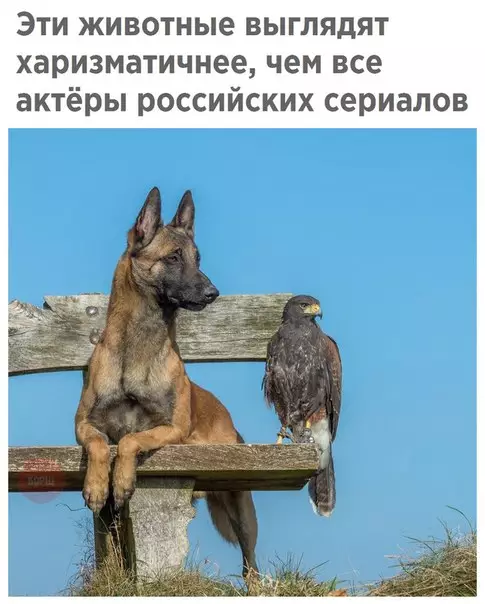 Смешная картинка №262934