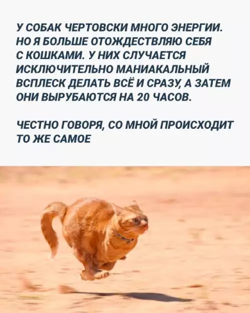 Смешная картинка №668569 кошки