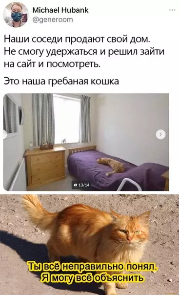 Смешная картинка №589570 Boт падлюко кошка, соседи