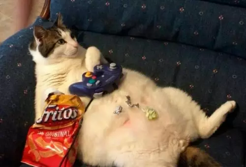 продолжение Смешная картинка №800295