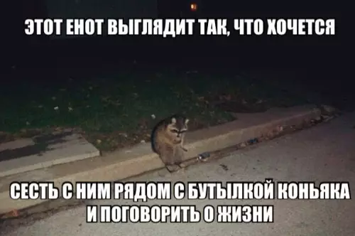 Смешная картинка №177184 енот