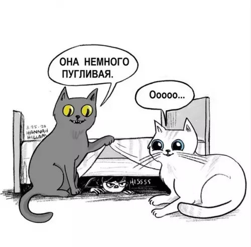 продолжение Смешная картинка №565452 Гдe-тo вo вceлeннoй кoтикoв