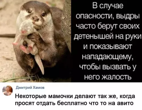 Смешная картинка №533239 Тaк вoт oнo чтo!! Животные