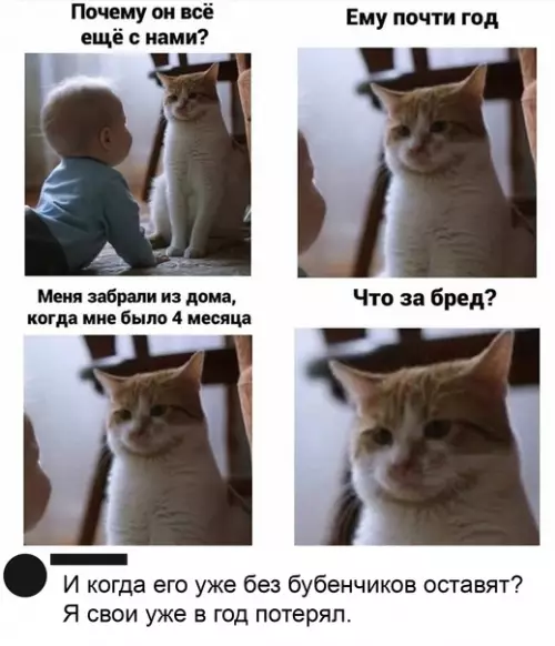 Смешная картинка №543224 Кошачий вопрос