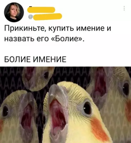 Болие имя 🦜 - Прикиньте, купить имение и назвать его Болие. БОЛИЕ ИМЕНИЕ