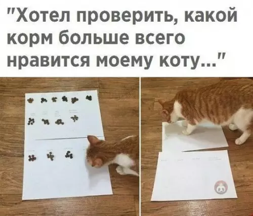 Смешная картинка №510860 Вывод: ЛЮБОЙ, если не в миске! ?