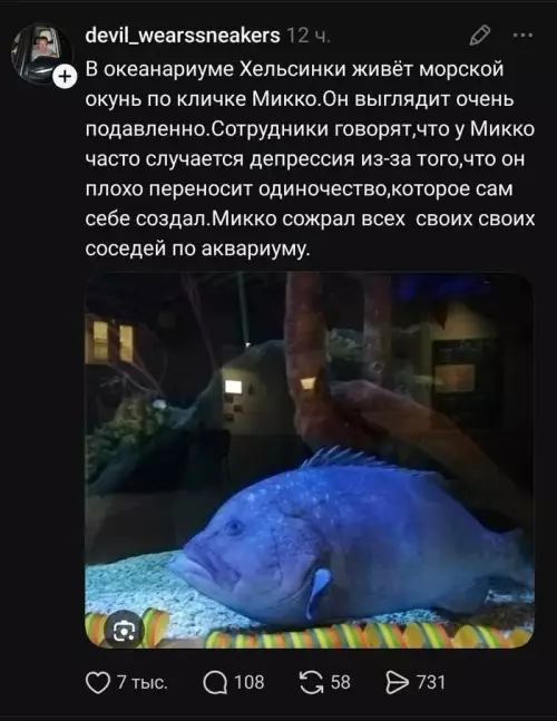Одиночество уровня Бог 🐟💔 - В океанариуме Хельсинки живёт морской окунь по кличке Микко. Он