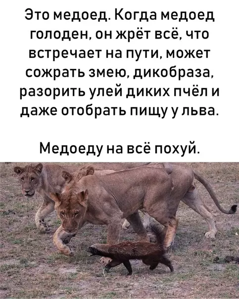 Смешная картинка №281055
