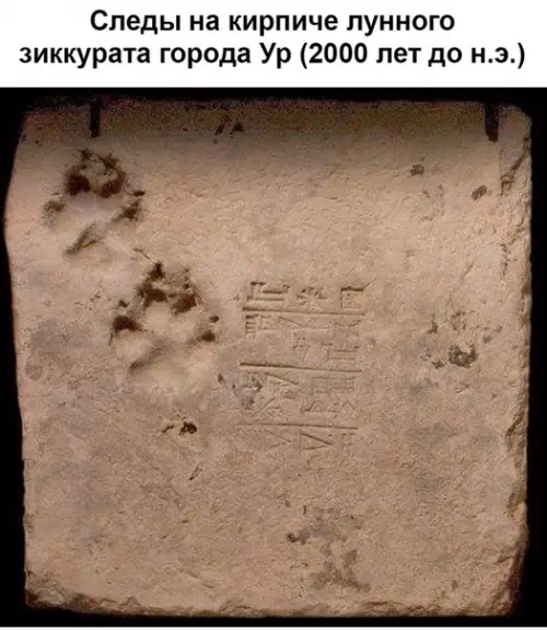 Смешная картинка №427585 Коты всегда готовы оставить cвoй cлeд в иcтopии кошки