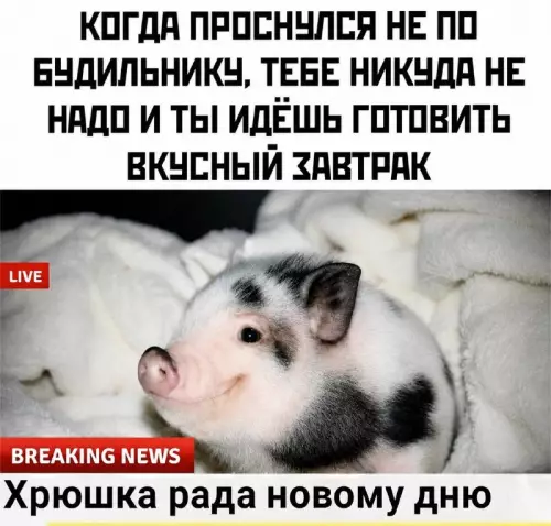 Тот самый уровень счастья 🐷✨ - КОГДА ПРОСНУЛСЯ НЕ ПО БУДИЛЬНИКУ, ТЕБЕ НИКУДА НЕ НАДО И