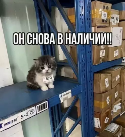Срочная доставка пушистого счастья! 🐾 - ОН СНОВА В НАЛИЧИИ!!